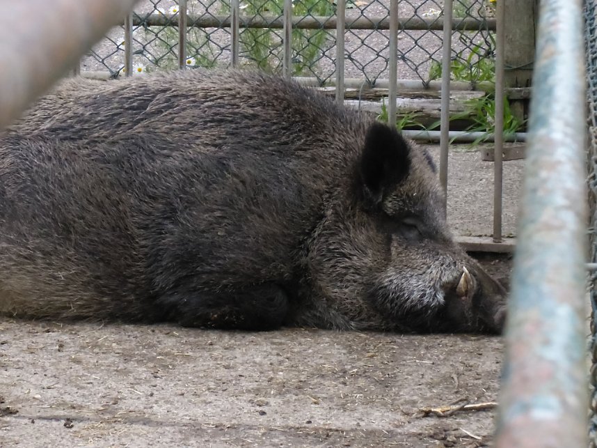 Peter Blei unterwegs auf dem Possen
