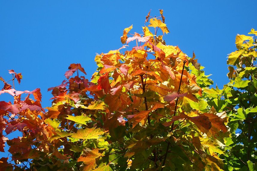 Herbst h&auml;lt Einzug im Ilfelder Ahornpark