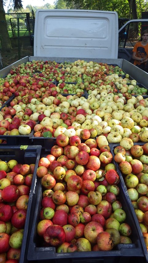 Apfelsaft-Aktion des KILA