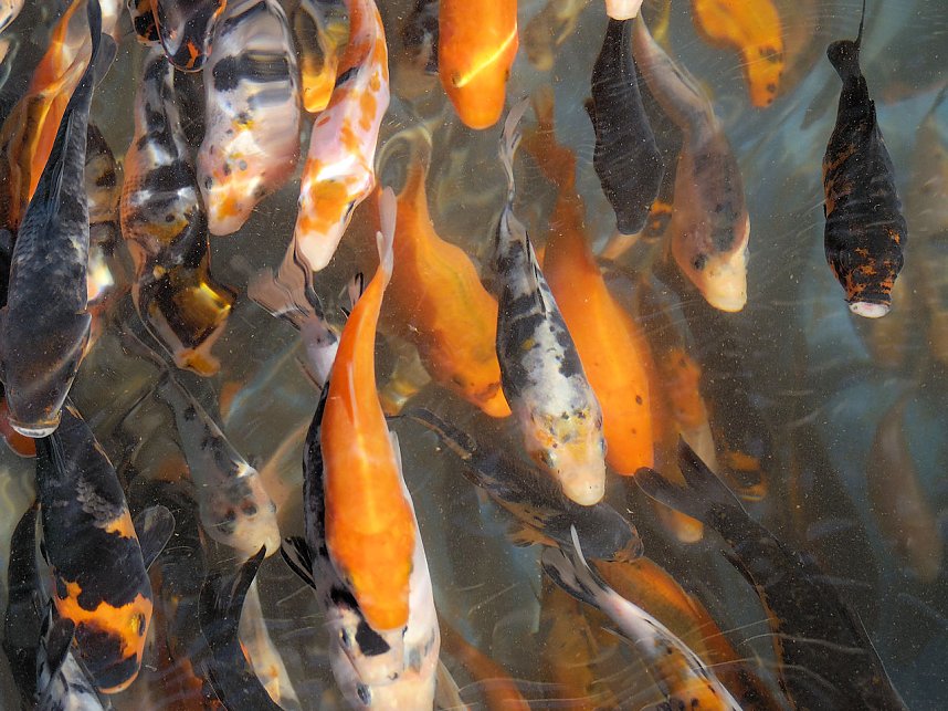 Fischerfest in Auleben