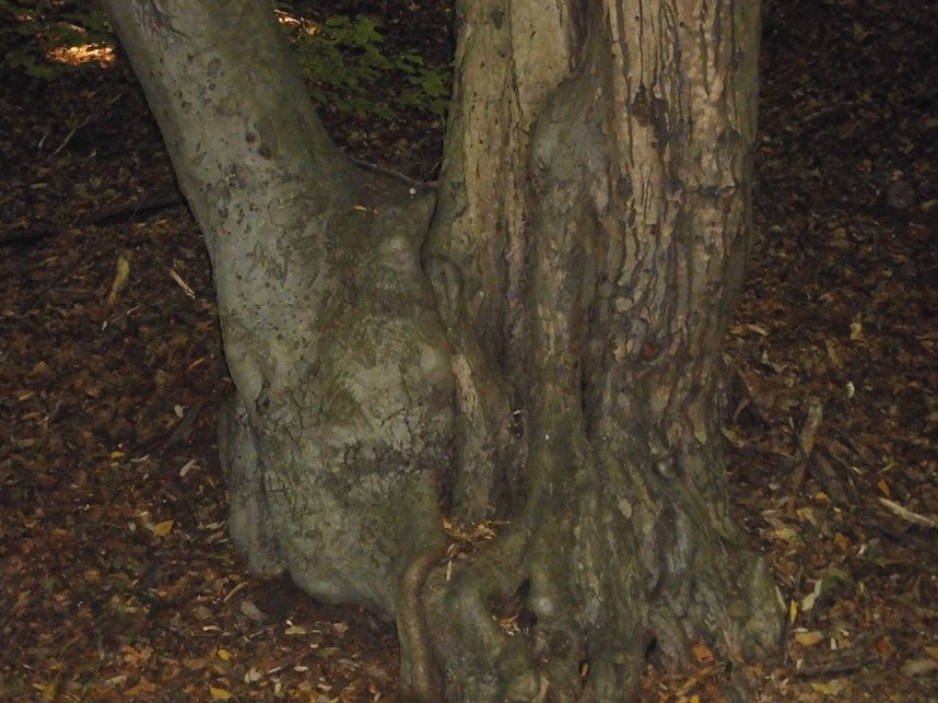 Wanderung durch den Harz
