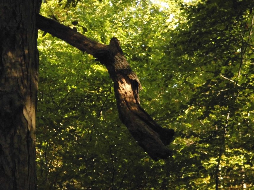 Wanderung durch den Harz
