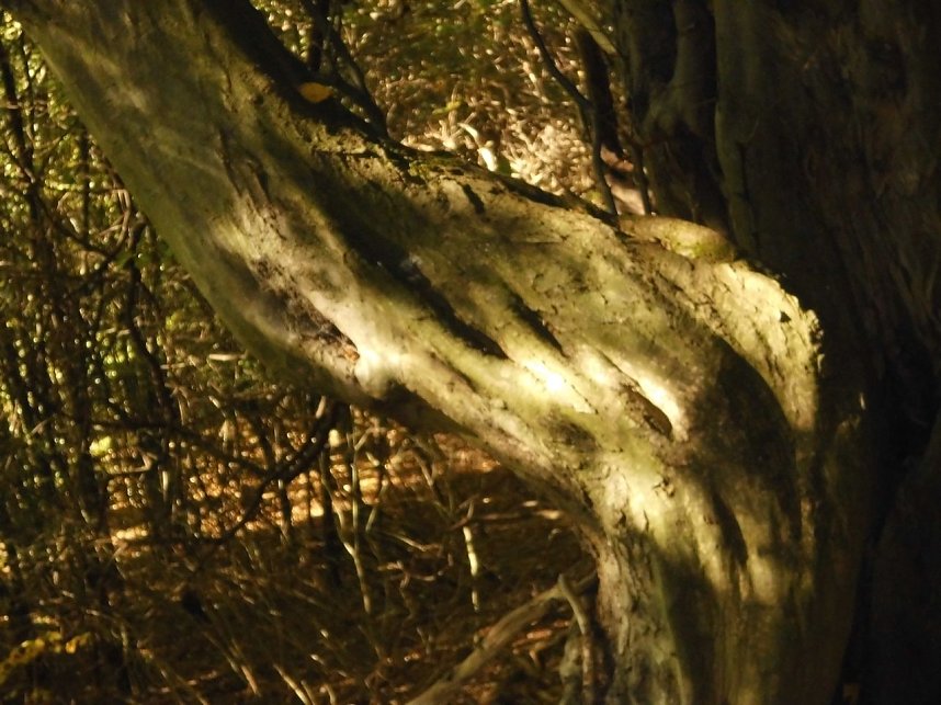 Wanderung durch den Harz
