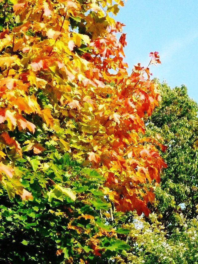 Ilfelder Ahornpark im Herbstlicht