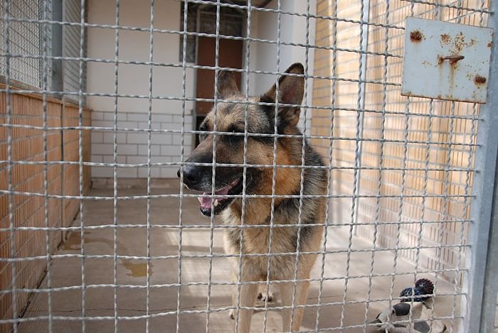 Tierheimfest  in Nordhausen