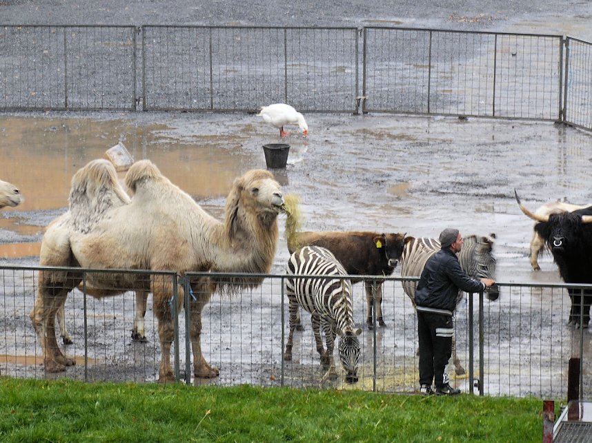 Zirkus Busch in Nordhausen
