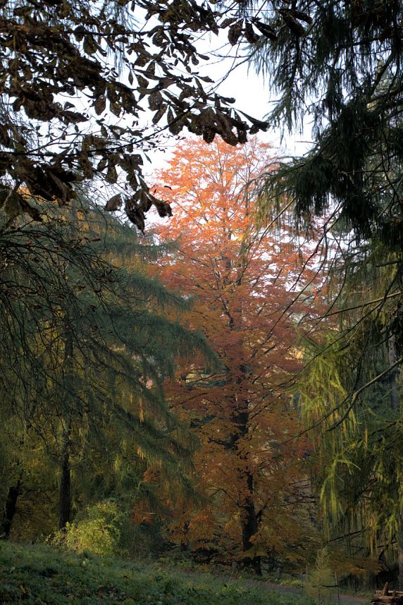 Herbstfarben am Panoramaweg bei Blankenburg