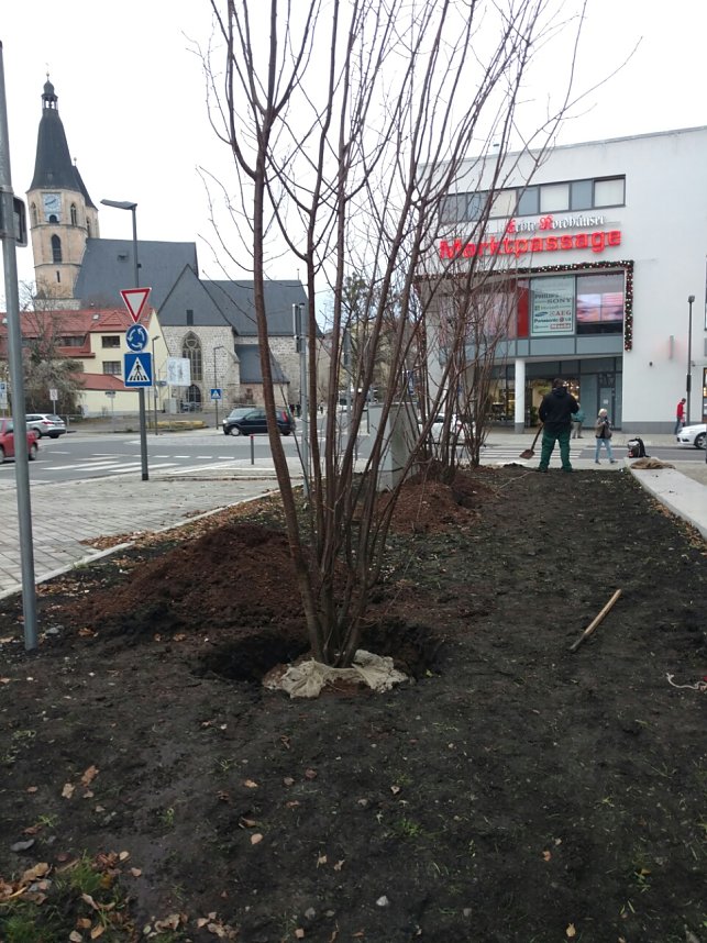 Scharlachkirschen werden gepflanzt