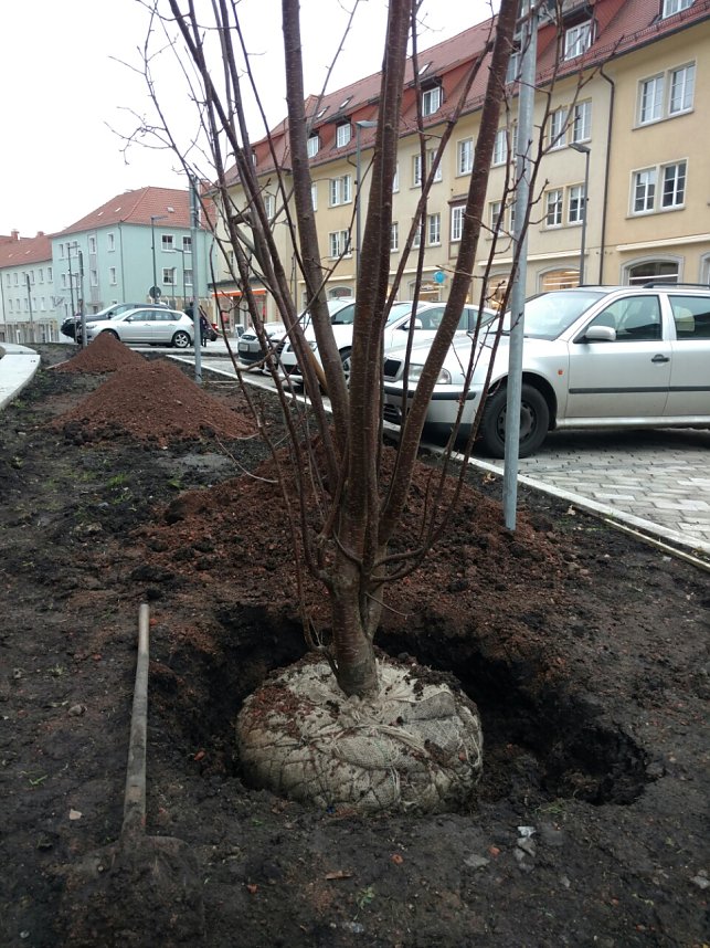 Scharlachkirschen werden gepflanzt