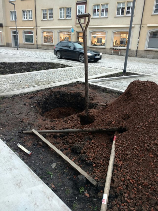 Scharlachkirschen werden gepflanzt