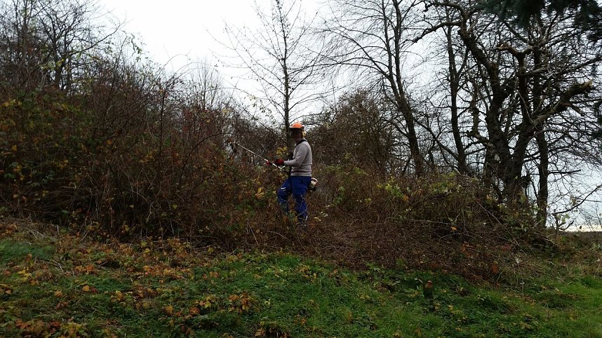 25 B&auml;ume gepflanzt