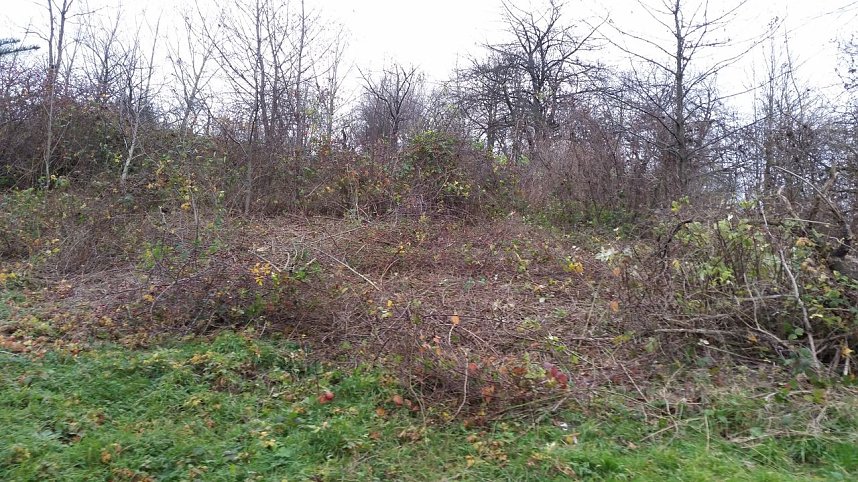 25 B&auml;ume gepflanzt