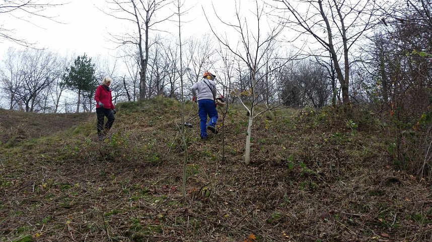 25 B&auml;ume gepflanzt