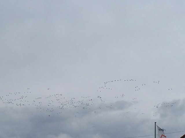 Kraniche &uuml;ber Nordhausen