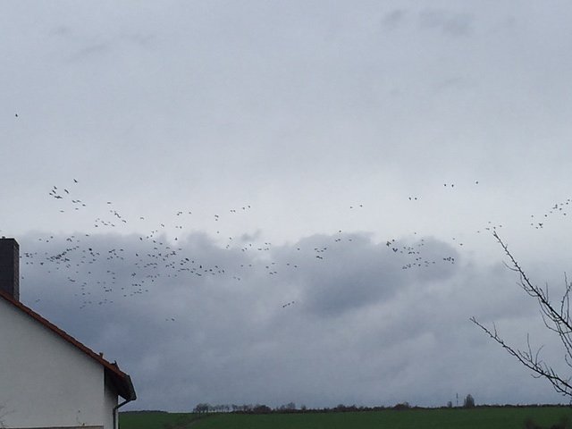 Kraniche &uuml;ber Nordhausen