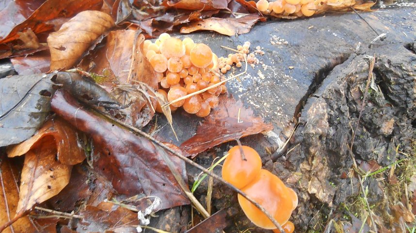Pilze in der Weihnachtszeit: Samtfu&szlig;r&uuml;bline