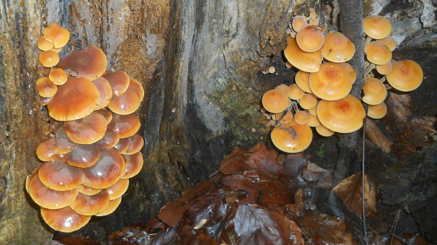 Pilze in der Weihnachtszeit: Gelbe Seitlinge