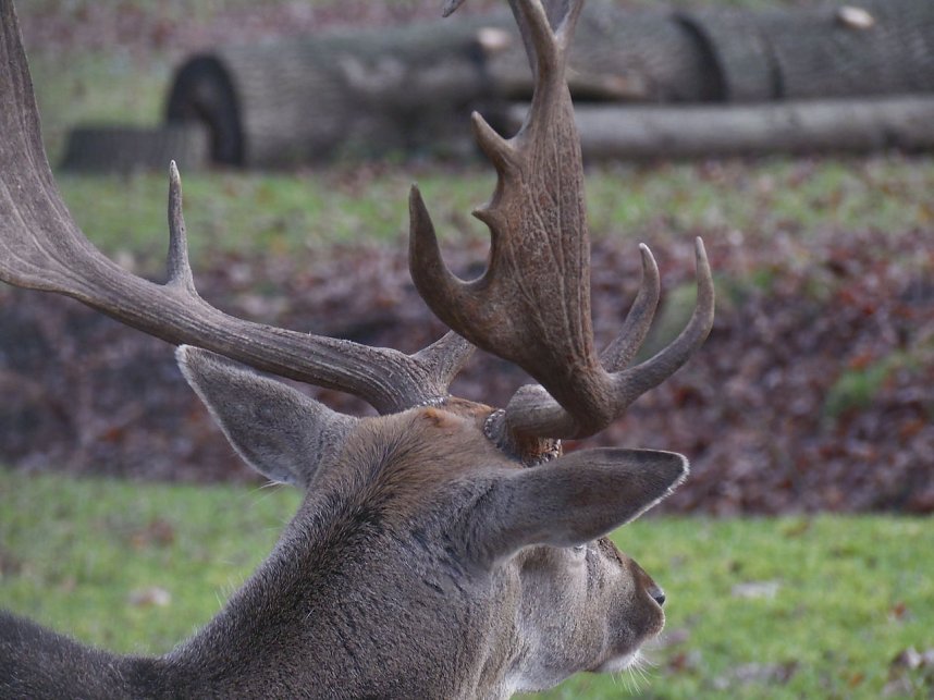 Sonntags im Stadtpark