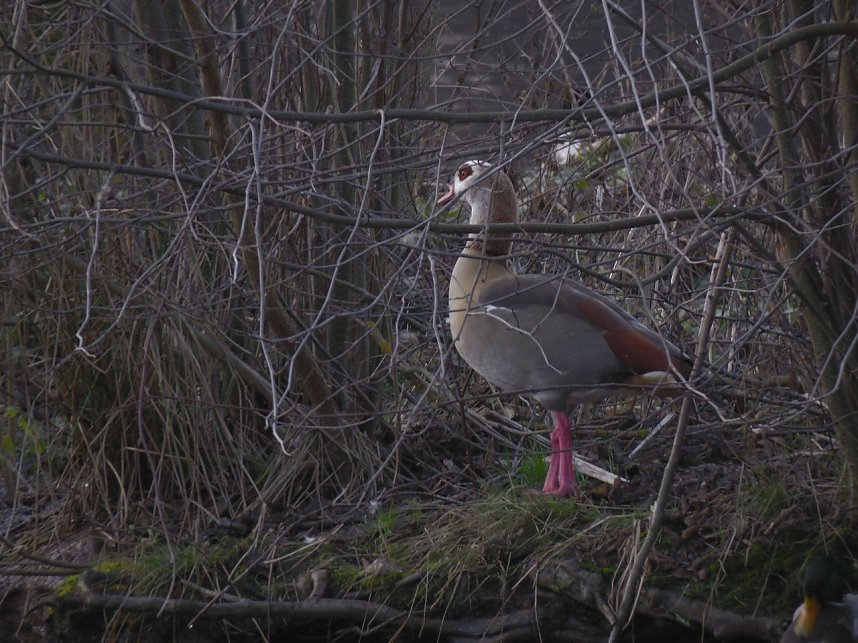 Sonntags im Stadtpark
