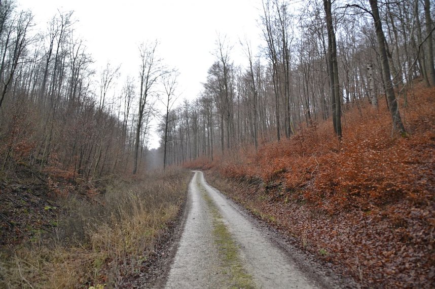 Holzernte im Stadtwald