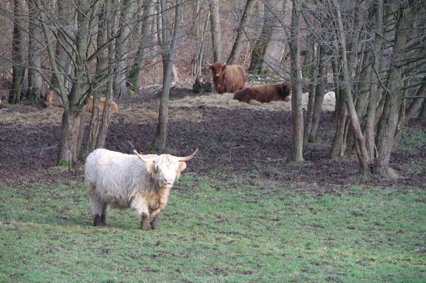 Dezembertag an der Talsperre Neustadt
