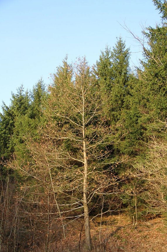 Dezembertag an der Talsperre Neustadt