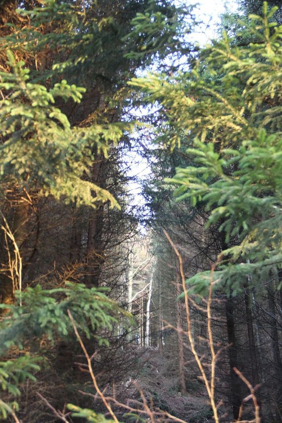 Dezembertag an der Talsperre Neustadt