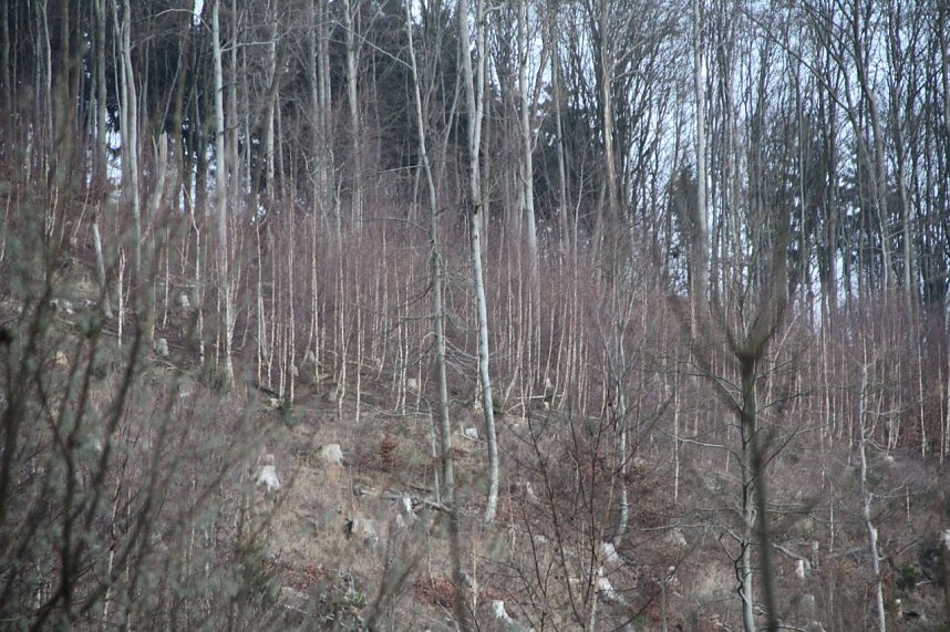 Dezembertag an der Talsperre Neustadt