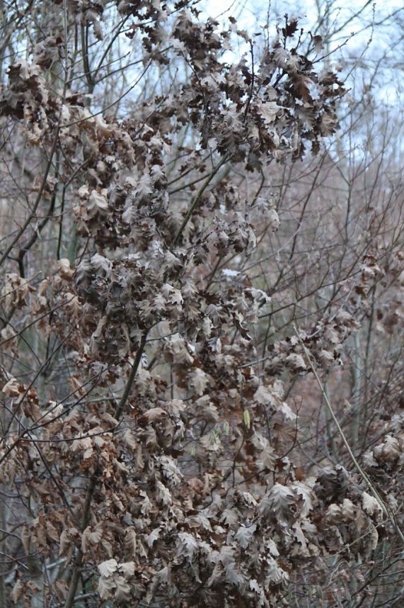 Dezembertag an der Talsperre Neustadt