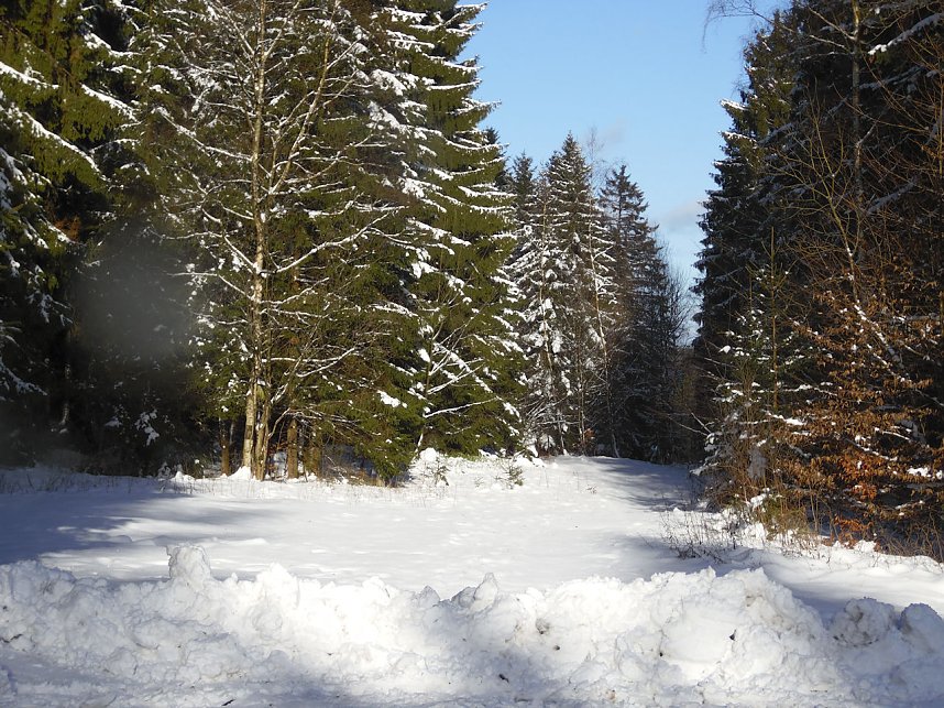 Eine Waldschneise bei Benneckenstein