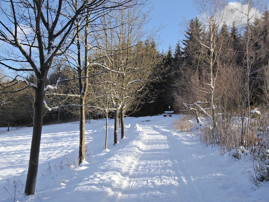 Eine Waldschneise bei Benneckenstein
