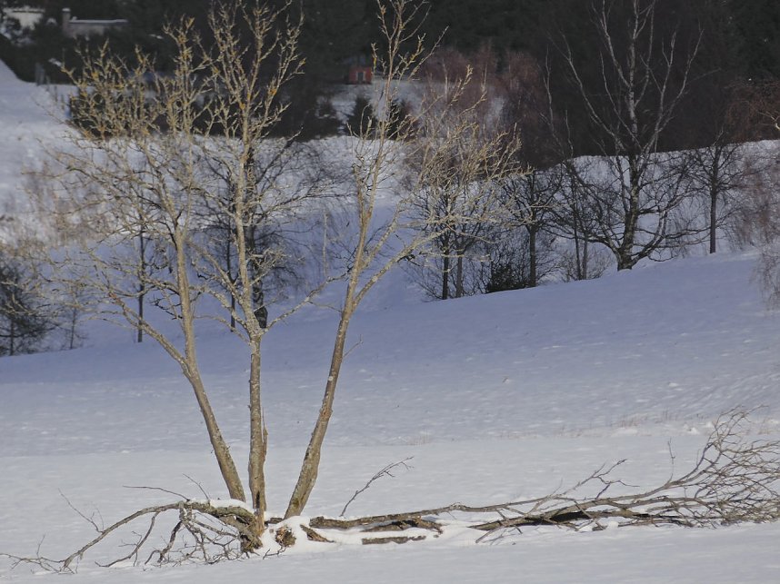 Eine Waldschneise bei Benneckenstein