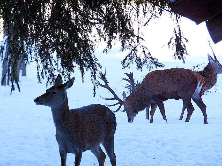 Eine Waldschneise bei Benneckenstein