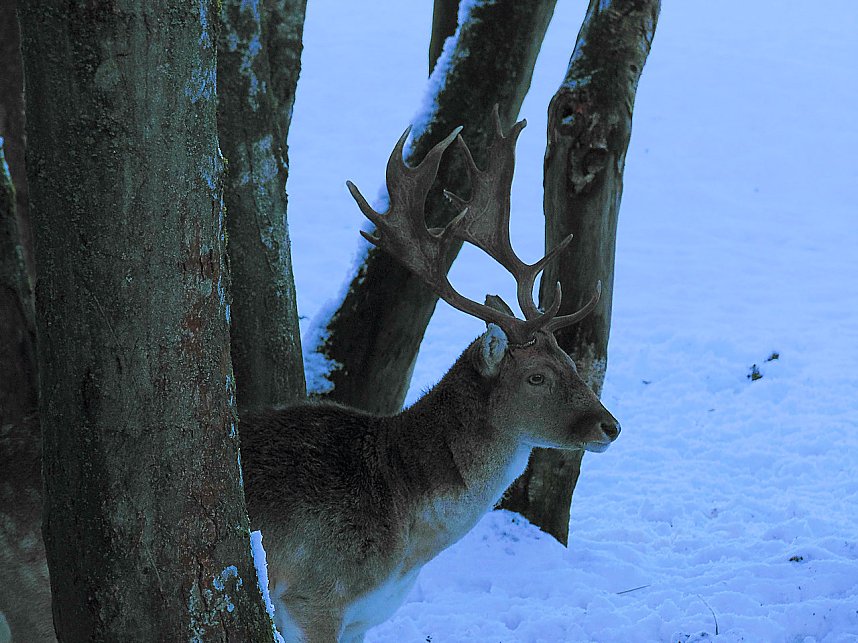 Eine Waldschneise bei Benneckenstein