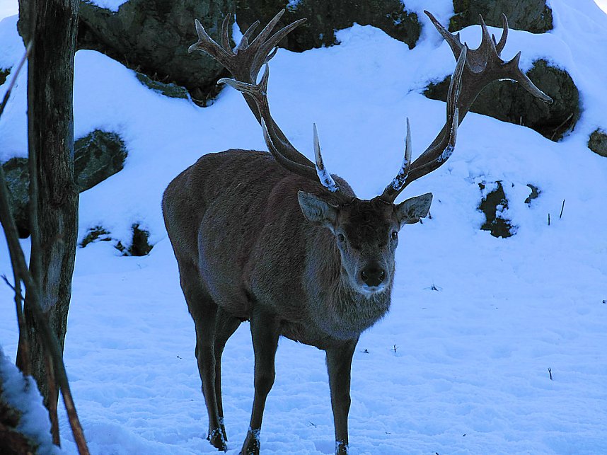 Eine Waldschneise bei Benneckenstein