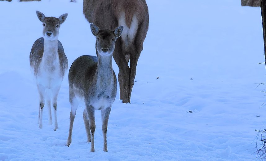 Eine Waldschneise bei Benneckenstein