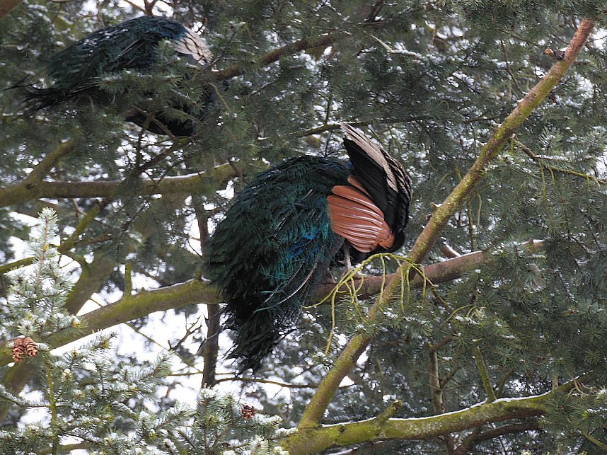 Peter Blei zu Besuch im W&ouml;rlitzer Park