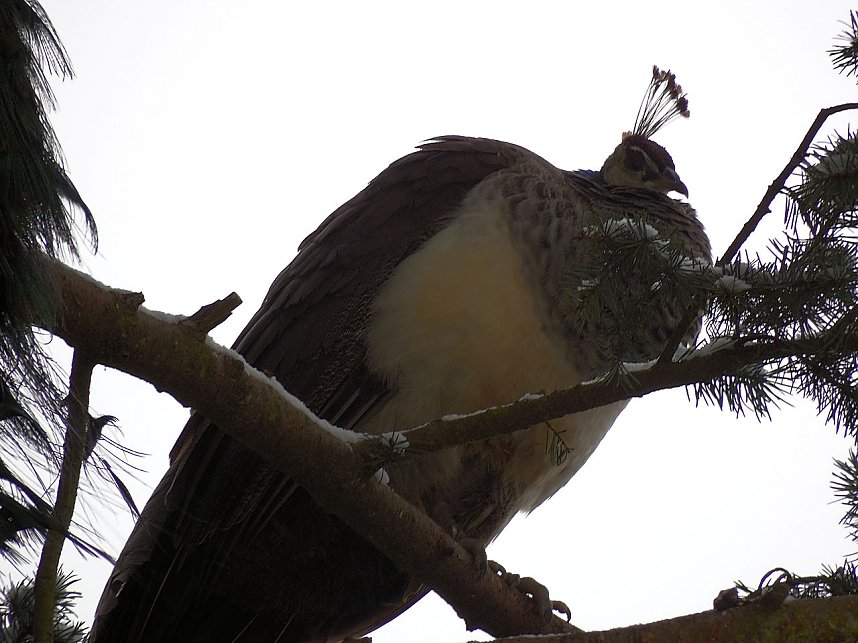 Peter Blei zu Besuch im W&ouml;rlitzer Park