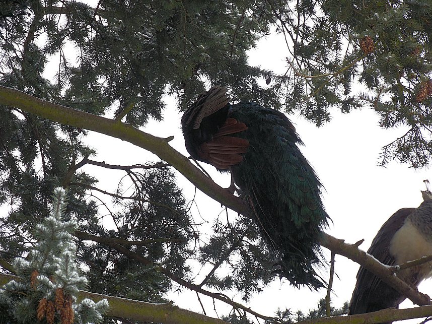 Peter Blei zu Besuch im W&ouml;rlitzer Park