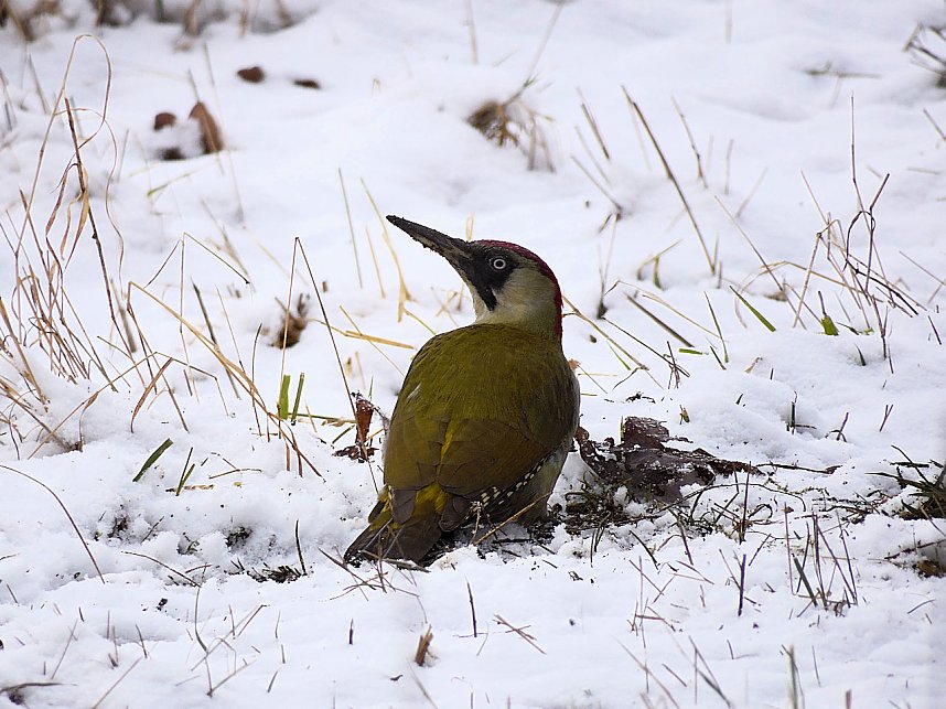 Peter Blei zu Besuch im W&ouml;rlitzer Park