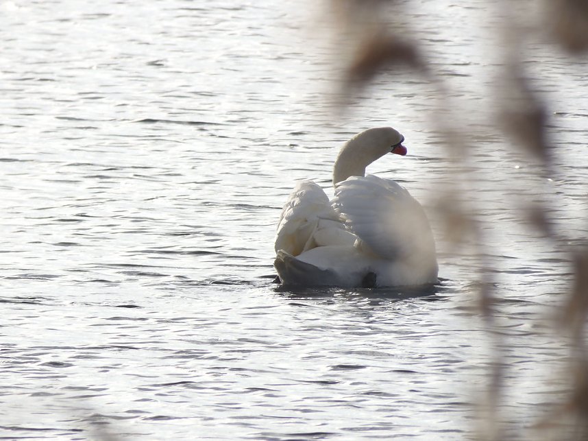 Tiere und Landschaft am Goitzschesee