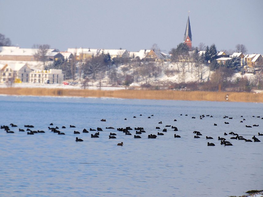 Tiere und Landschaft am Goitzschesee
