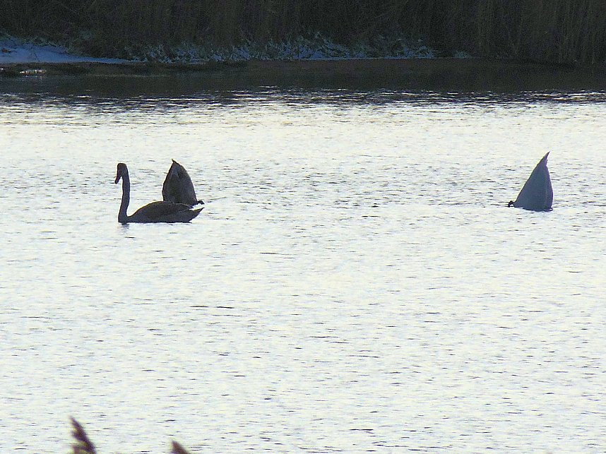 Tiere und Landschaft am Goitzschesee