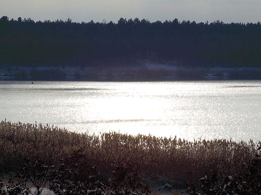 Tiere und Landschaft am Goitzschesee