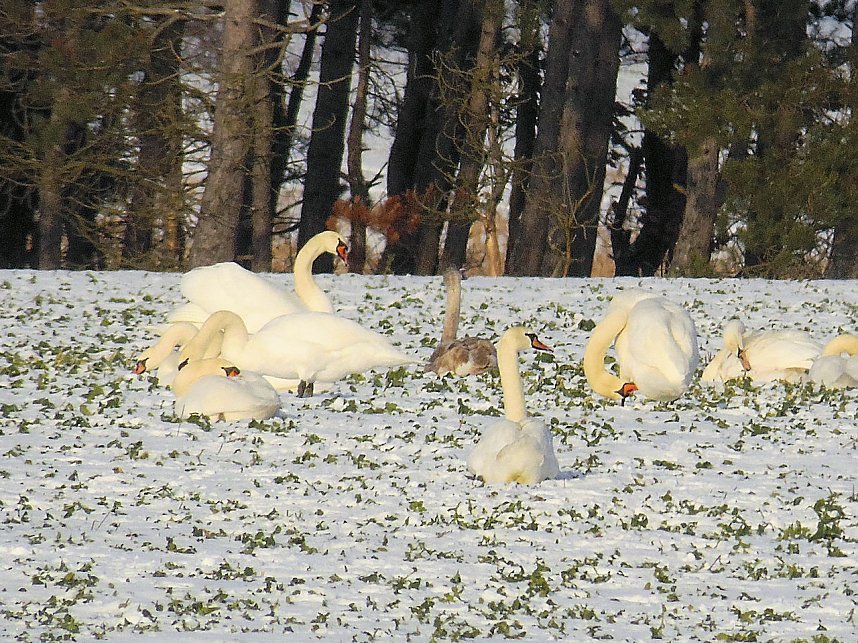 Tiere und Landschaft am Goitzschesee