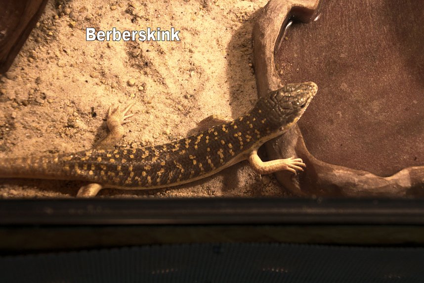 Exoten in einer Ausstellung