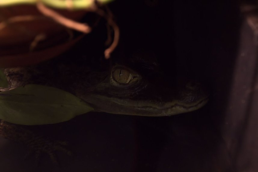 Exoten in einer Ausstellung