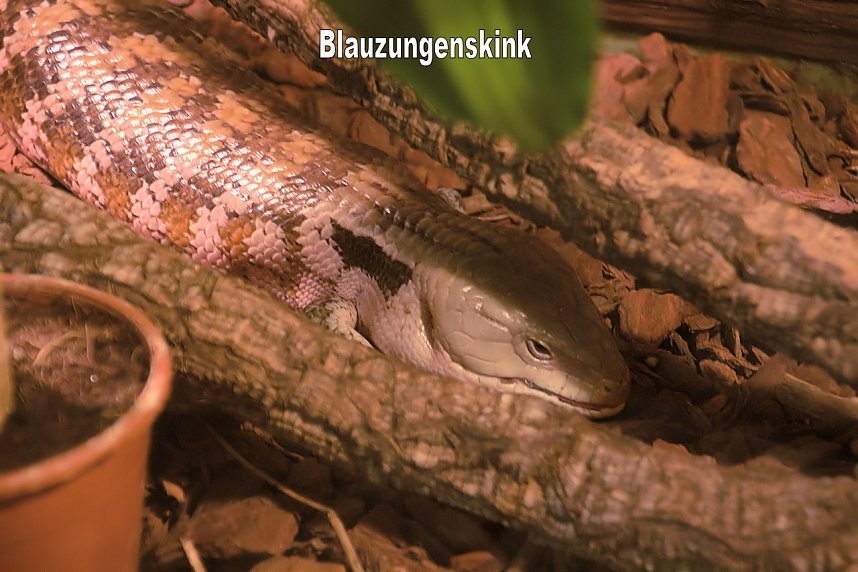 Exoten in einer Ausstellung