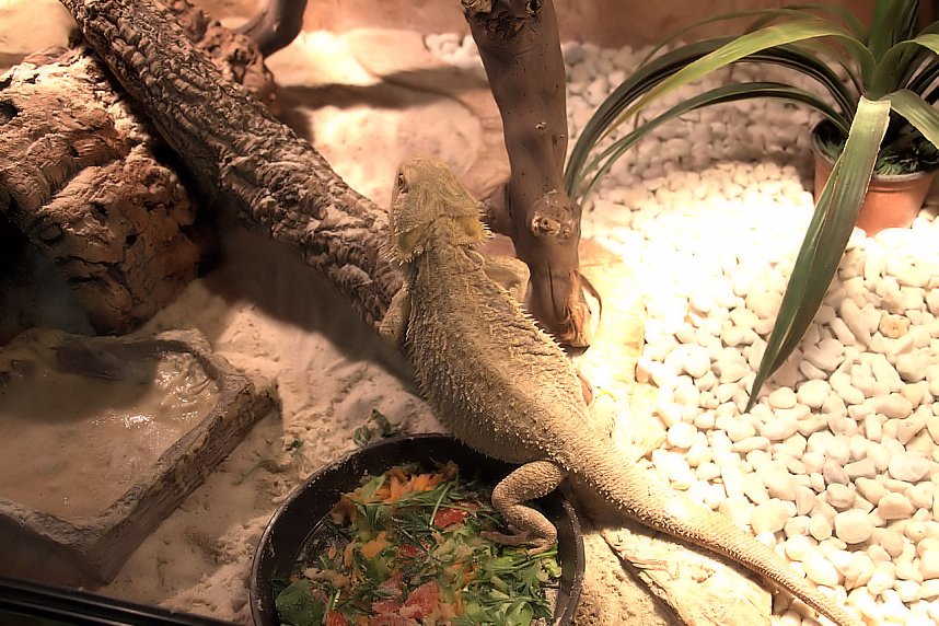 Exoten in einer Ausstellung