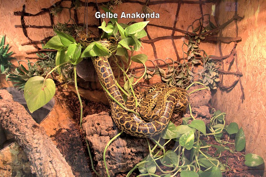 Exoten in einer Ausstellung